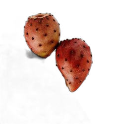 Prickly Pear